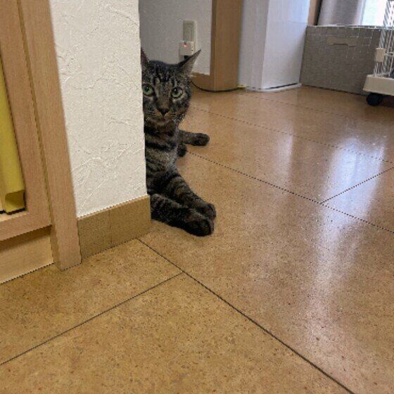 覗き見る小虎くん（MIX）