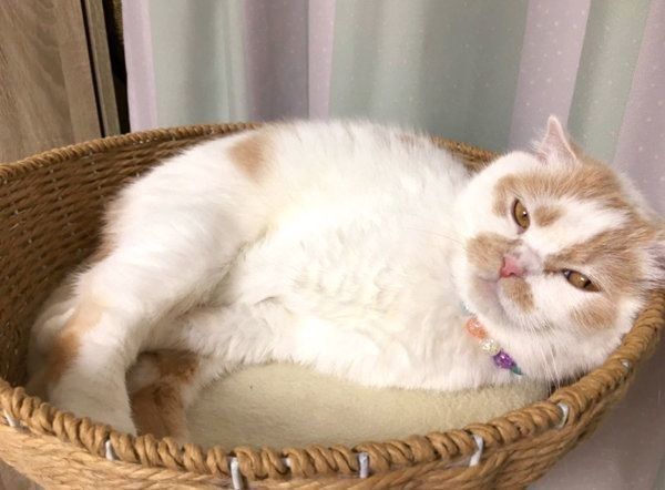 くつろぐホイップクリームちゃん