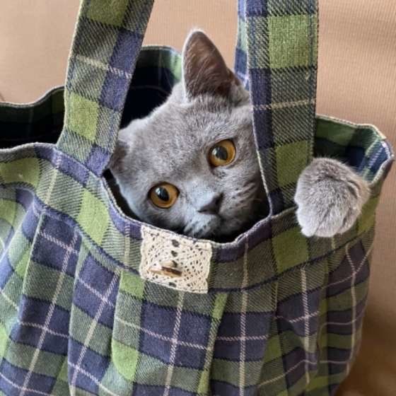 かばんに入るブリティッシュショートヘア