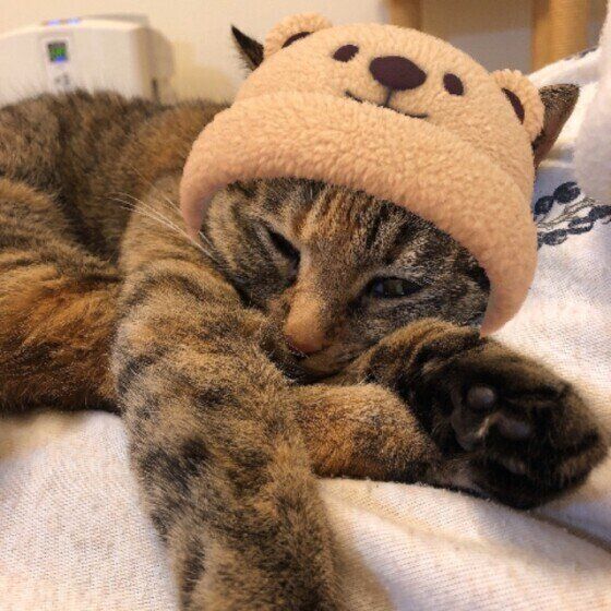 かわいい帽子をかぶったキジトラ