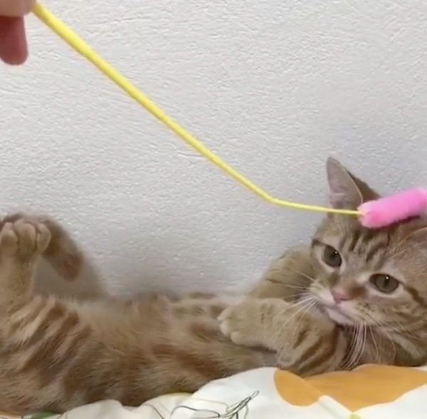 物音が気になる猫