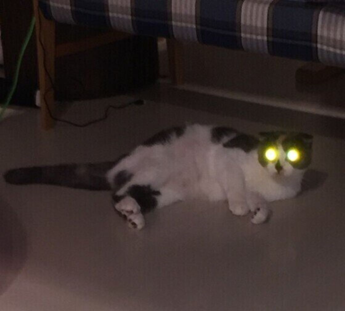 猫の目は世界をどう見てる 光る理由は 美しい猫の目の不思議を解説 ねこのきもちweb Magazine 猫の目は世界をどう見てる 光る理由は 美しい猫の目の不思議を解説 ねこのきもちweb Magazine
