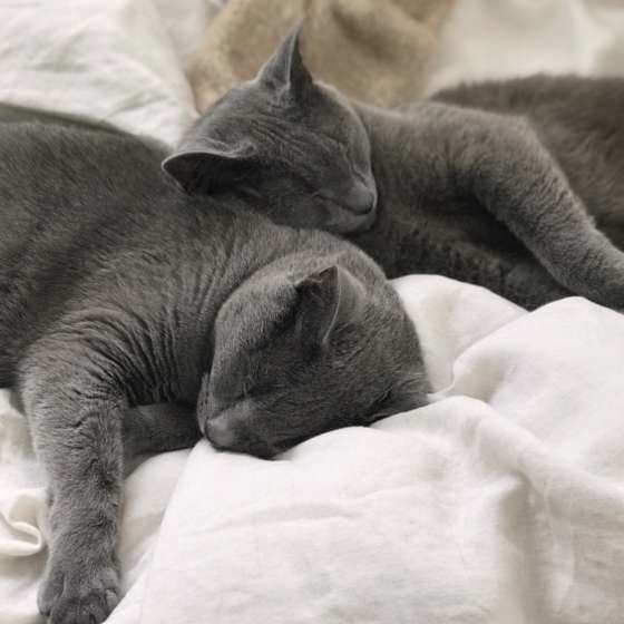 寄り添って眠るロシアンブルー