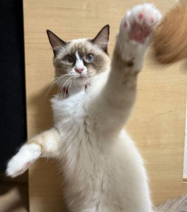 楽しそうに遊ぶララちゃん