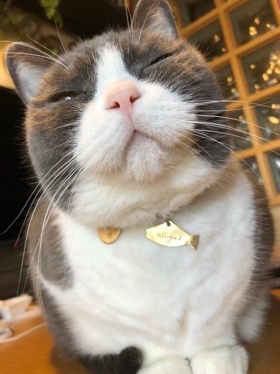 ブリティッシュショートヘアのにかのくん