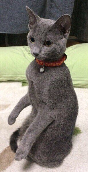 ロシアンブルー リリィちゃん