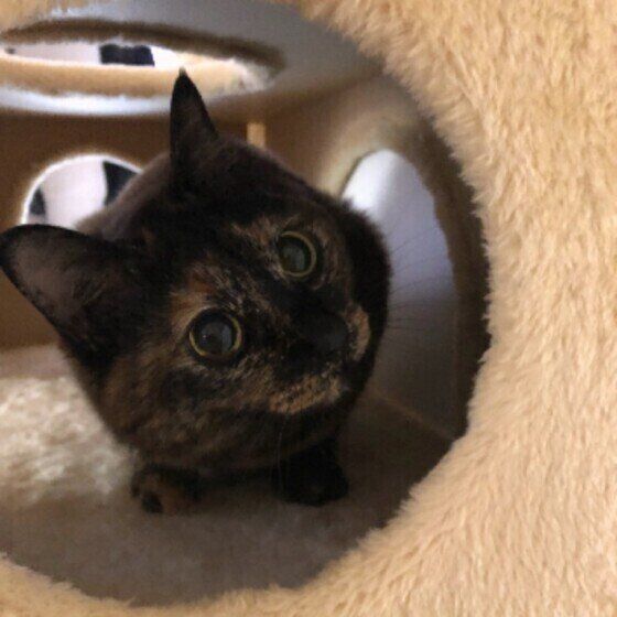 こちらの様子をうかがうポンちゃん