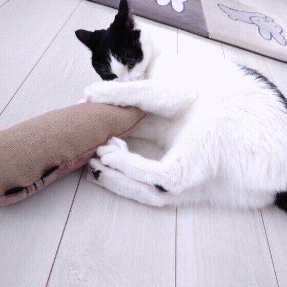 けりけりする海大くん