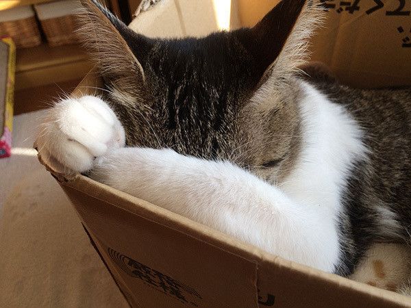 段ボールで眠る猫