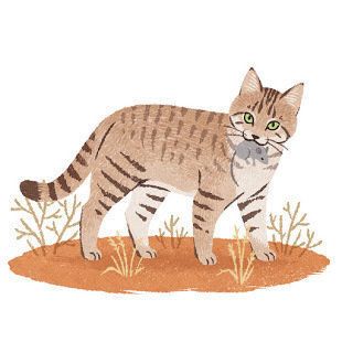 ぬるめの水にこだわる猫 イラスト／shino