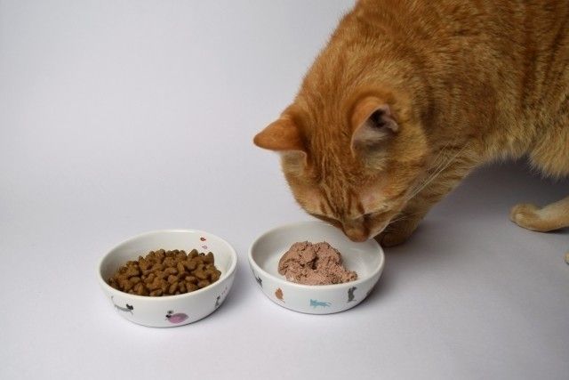 猫にもあるって知ってた 食物アレルギー を愛猫が発症したら ねこのきもちweb Magazine