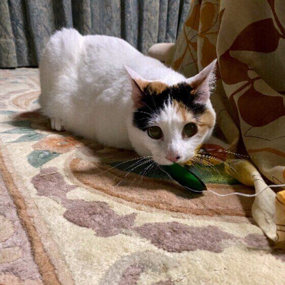 おもちゃで遊ぶ猫