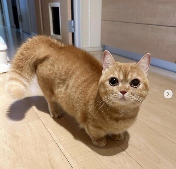 飼い主さんに怒るたるたるちゃん