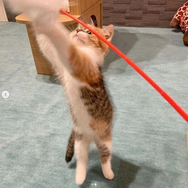 楽しそうに遊ぶむぎめちゃん