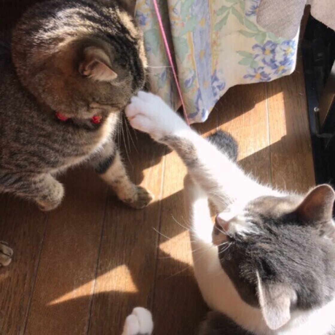 猫パンチの3つの意味 21年 Snsで話題の最新動画や画像もご紹介 ねこのきもちweb Magazine 猫パンチの3つの意味 21年 Snsで話題の最新動画や画像もご紹介 ねこのきもちweb Magazine