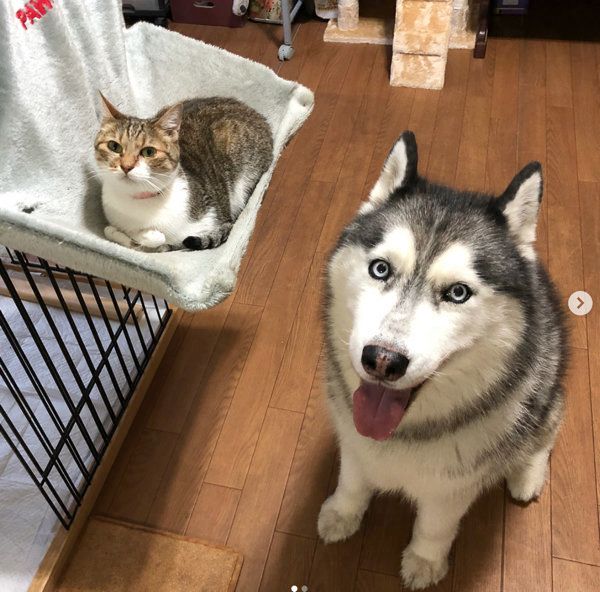 猫とハスキーの日常