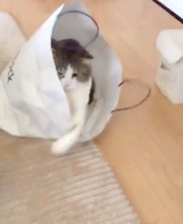 風船で遊ぶはるさめちゃん