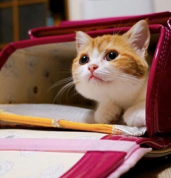 ランドセルの中に入るモチさん