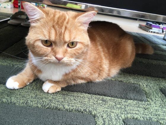 スコティッシュフォールド　レーヴ  