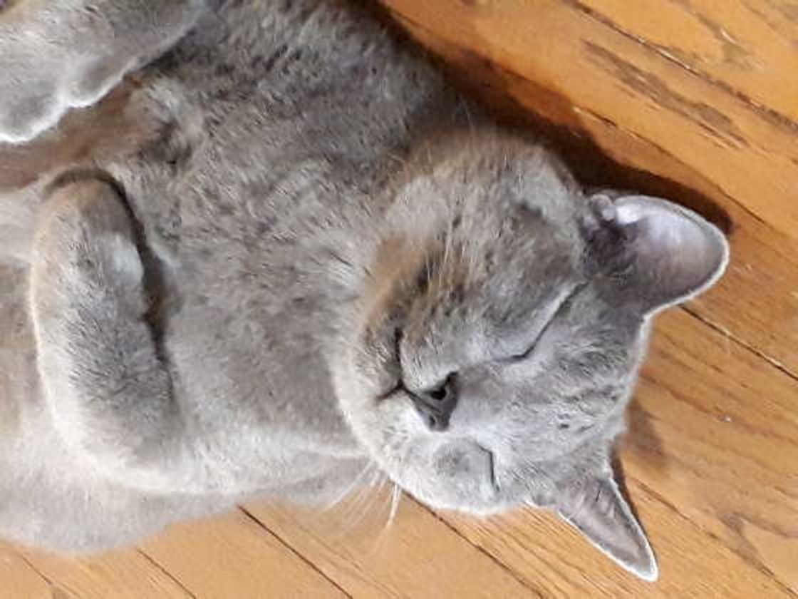 猫も夏バテをする 今すぐしたい暑さ対策 ねこのきもちweb Magazine 猫も夏バテをする 今すぐしたい暑さ対策 ねこのきもちweb Magazine