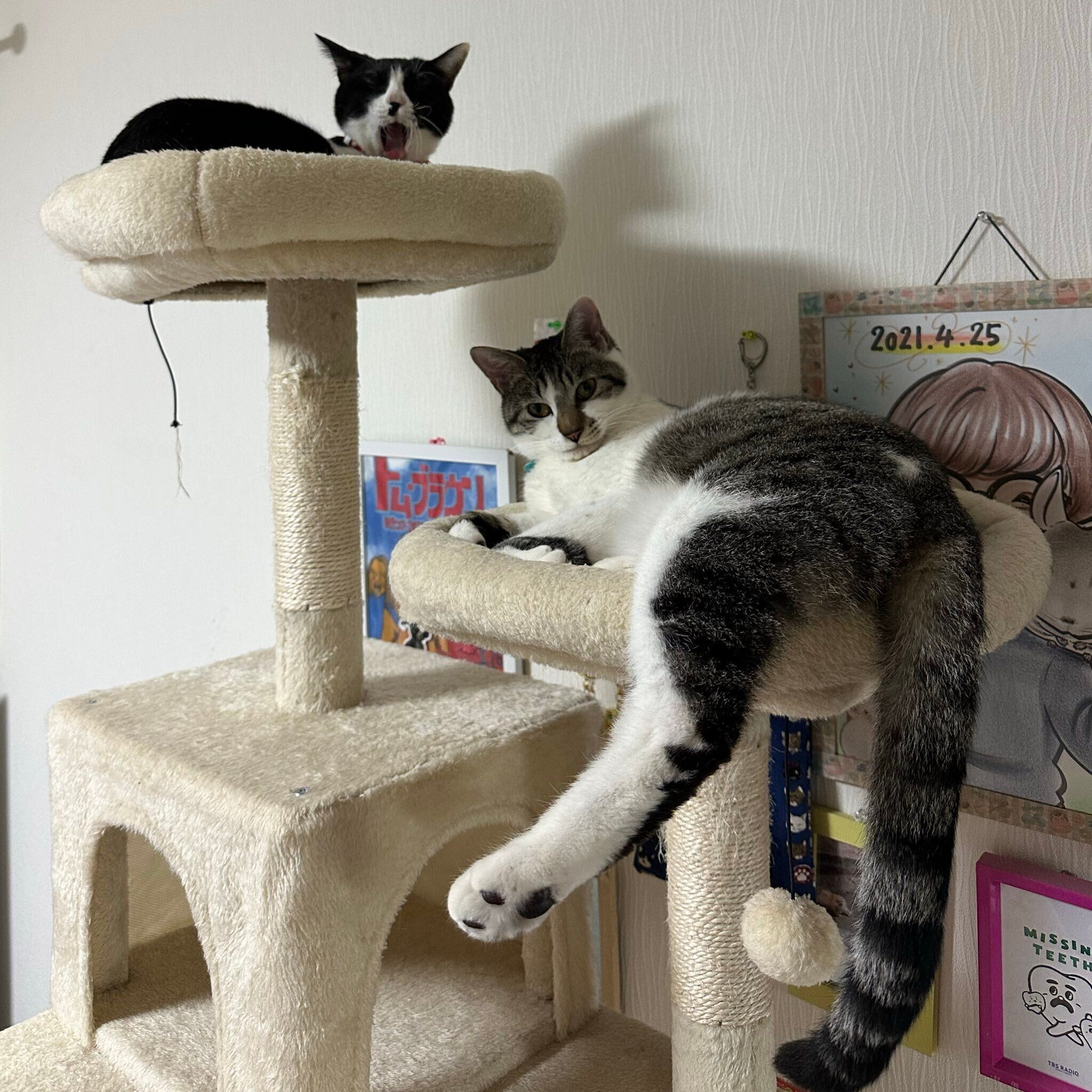 定位置でくつろぐ2匹