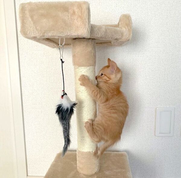 キャットタワーに登るわさびちゃん