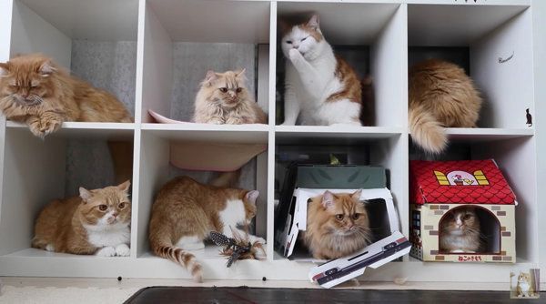 満室になる猫マンション