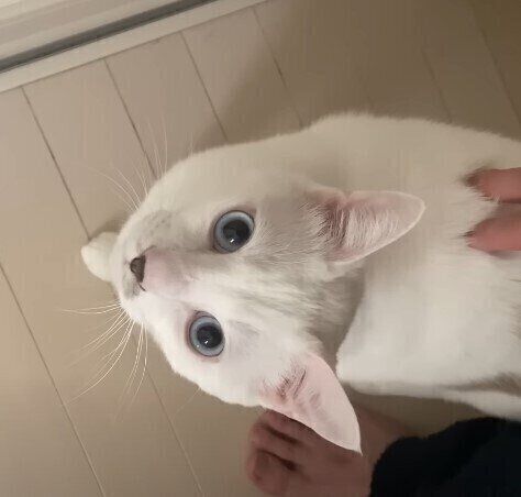 甘える白猫