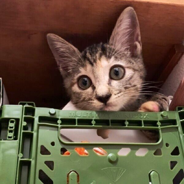 生後6カ月ごろの、たなはいらずちゃん