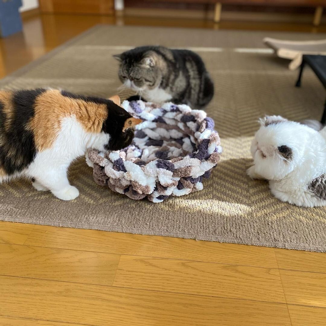 手作りベッドを囲む猫たち