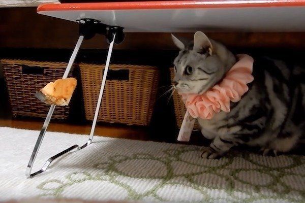 偽物の鮭に翻弄される猫