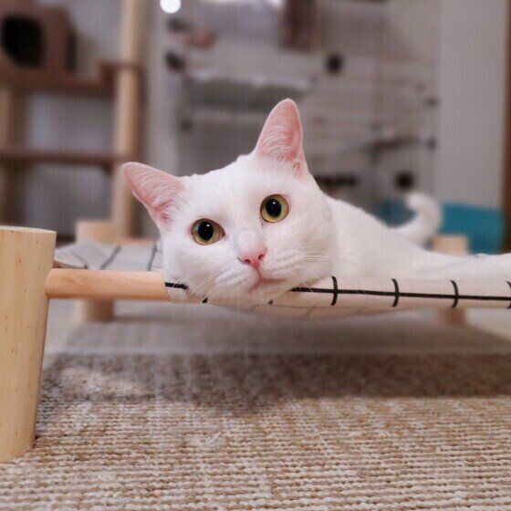 Mix（白）のシロくん♪