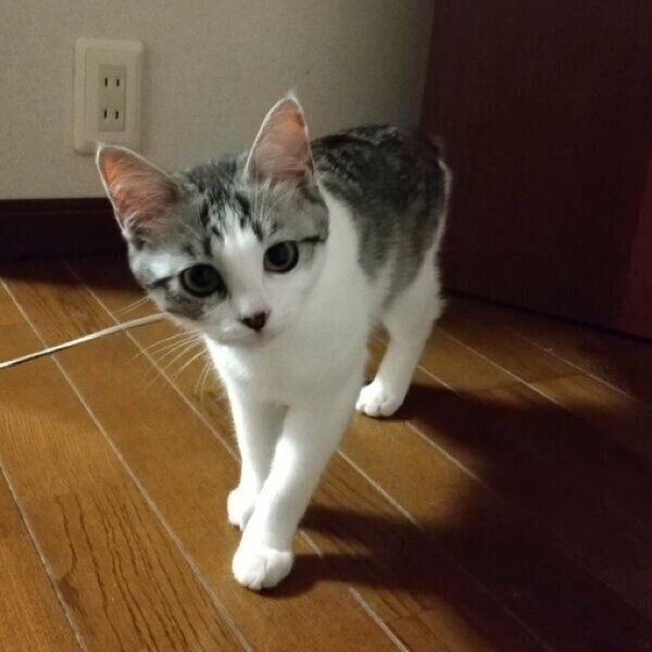 子猫時代のウィンちゃん。