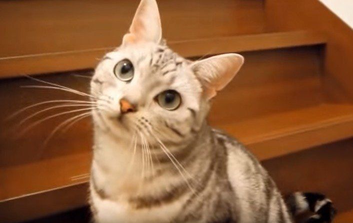 見つめてくる猫