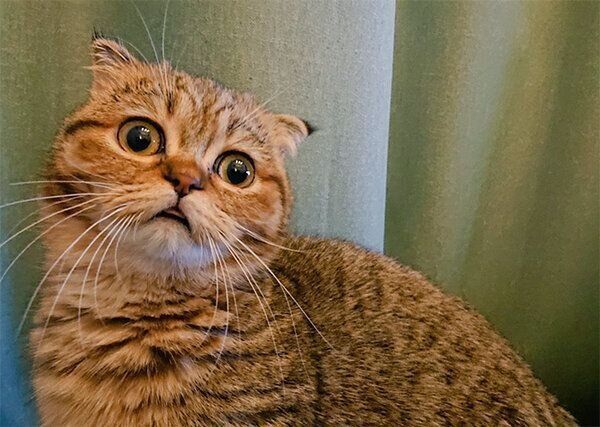 真上を向いて爆睡する猫 どうしてこうなった 豪快な寝姿の理由が微笑ましい ねこのきもちweb Magazine