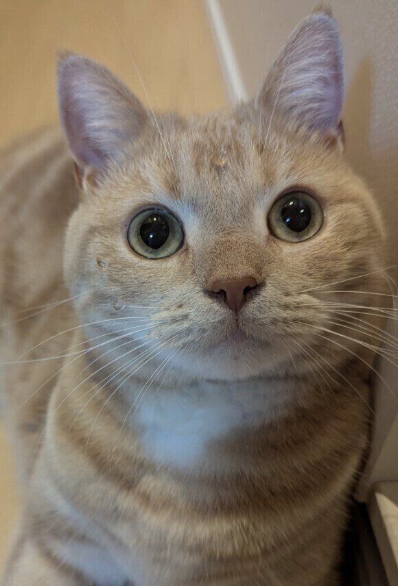 飼い主を見つめるアメリカンショートヘア