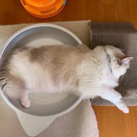 ねこ鍋からはみ出して寝る猫（ラグドール）