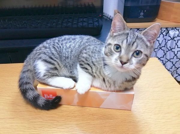 ティッシュ箱の上でくつろぐもかちゃん