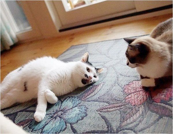 はに丸くんとあんこちゃん