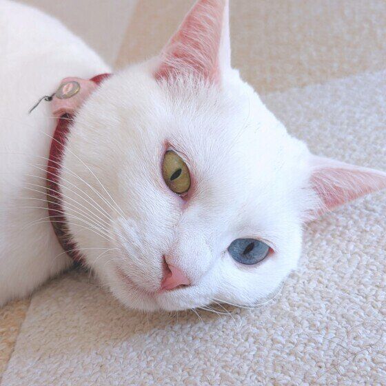 白の雪月ちゃん