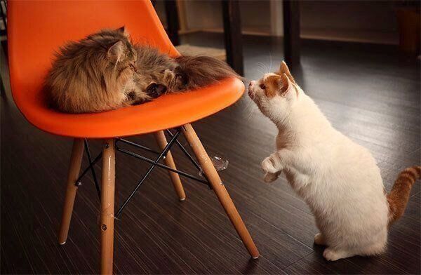 チロルくんと猫さん