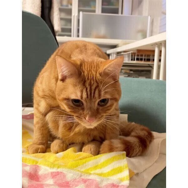 変な座り方をするサクくん