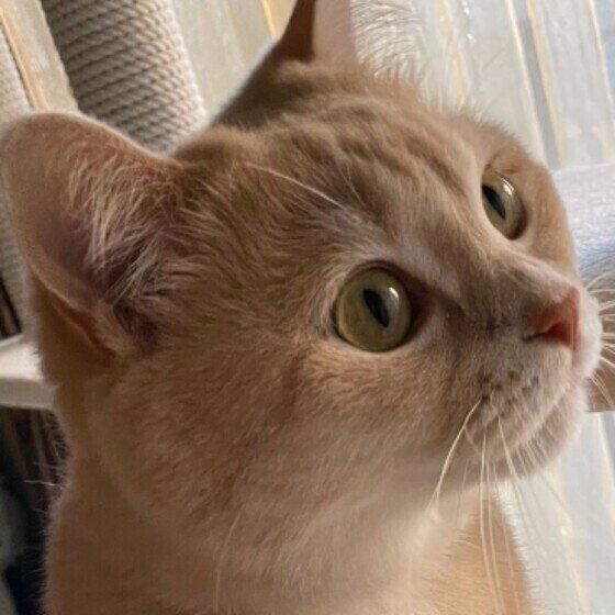 見つめるマンチカン