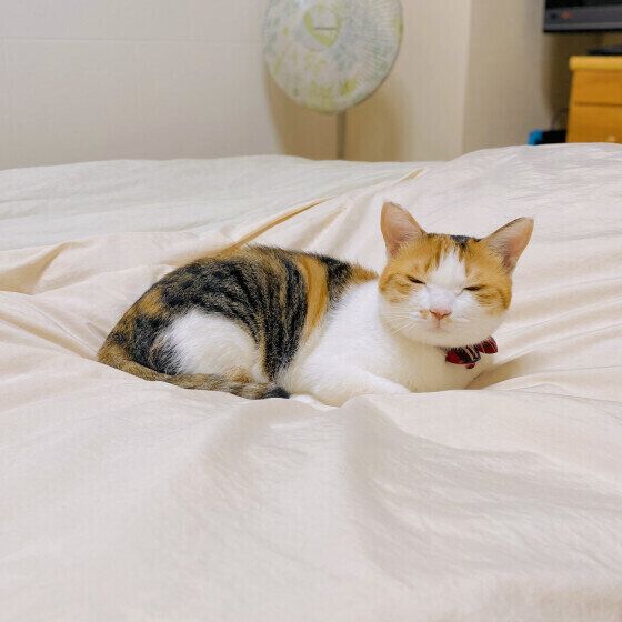 細目でこちらを見る扇ちゃん