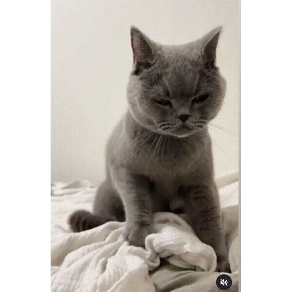 フミフミするトロくん