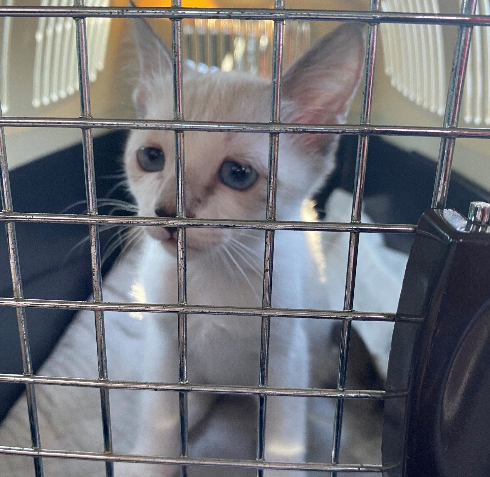 生後3カ月のころに撮影したミントちゃん