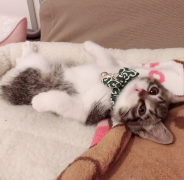 リラックスする子猫