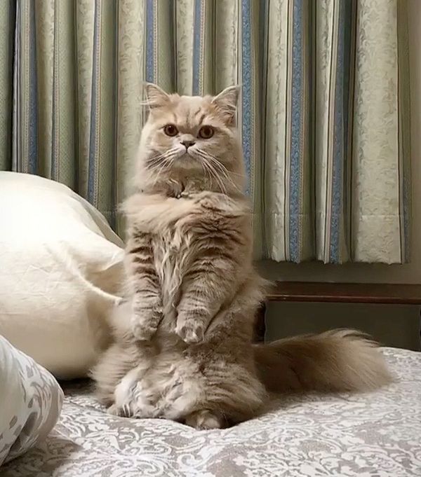 何かが見えている猫