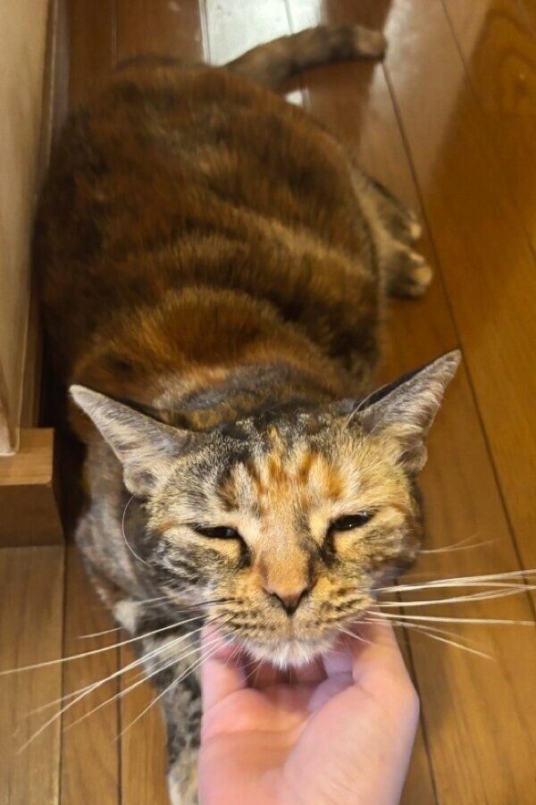飼い主さんになでられてご満悦そうな茶子ちゃん