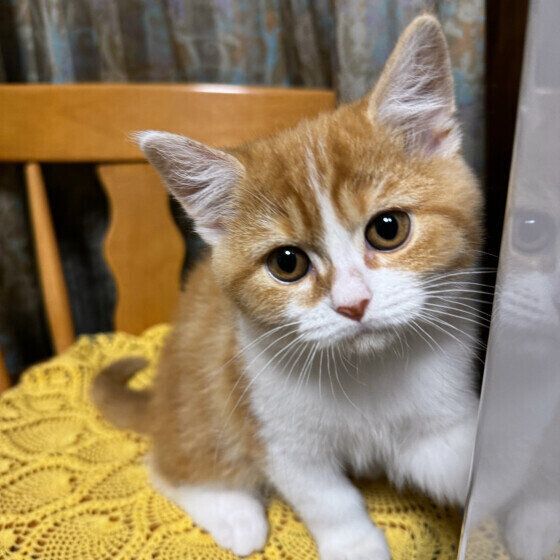 スコティッシュフォールドのあずきくん♪